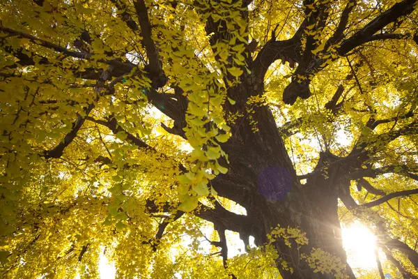 La temporada de otoño del templo Nishi Honganji en Kyoto — Foto de Stock