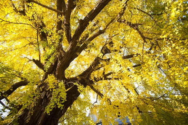 Die Herbstsaison des nishi honganji-Tempels in Kyoto — Stockfoto