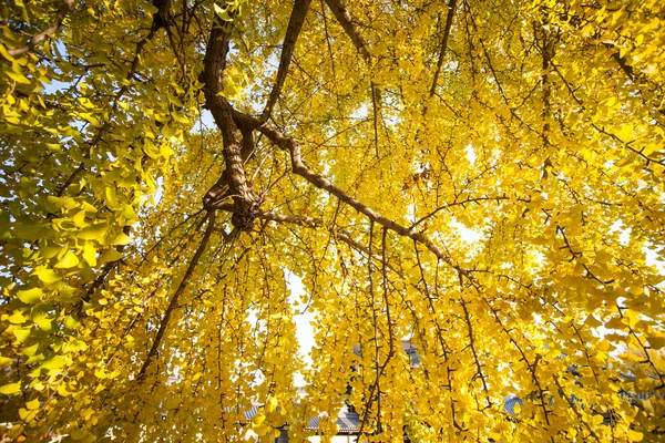 La temporada de otoño del templo Nishi Honganji en Kyoto — Foto de Stock