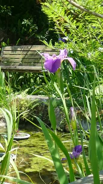 Gros plan de fleurs d'iris violet — Video