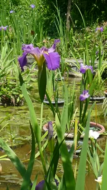 Gros plan de fleurs d'iris violet — Video