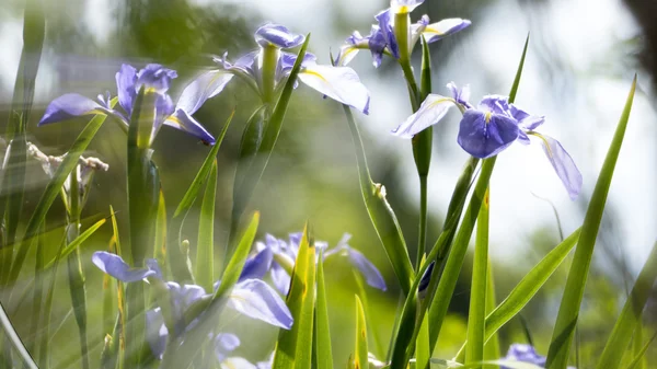 Close up of purple Japanese iris flowers — Stock Photo, Image