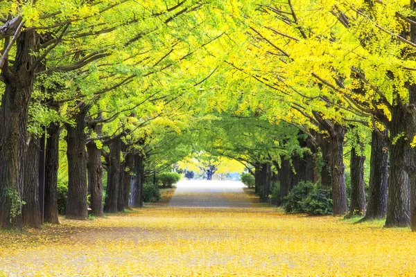 Żółty kolor jesień ozdabia drzew w tym gaju Ginkgo tre — Zdjęcie stockowe