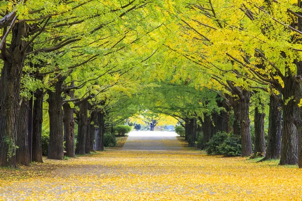 Yellow autumn color adorns the trees in this grove of Ginkgo tre — Stock Photo, Image