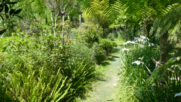 Primer plano de flores de iris púrpura — Vídeos de Stock