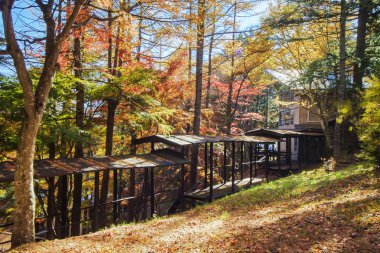 Sonbahar sezonu Sonbaharda akçaağaç ağaç