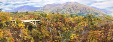 Sonbahar sezonu Sonbaharda akçaağaç ağaç