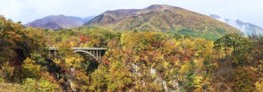 Sonbahar sezonu Sonbaharda akçaağaç ağaç