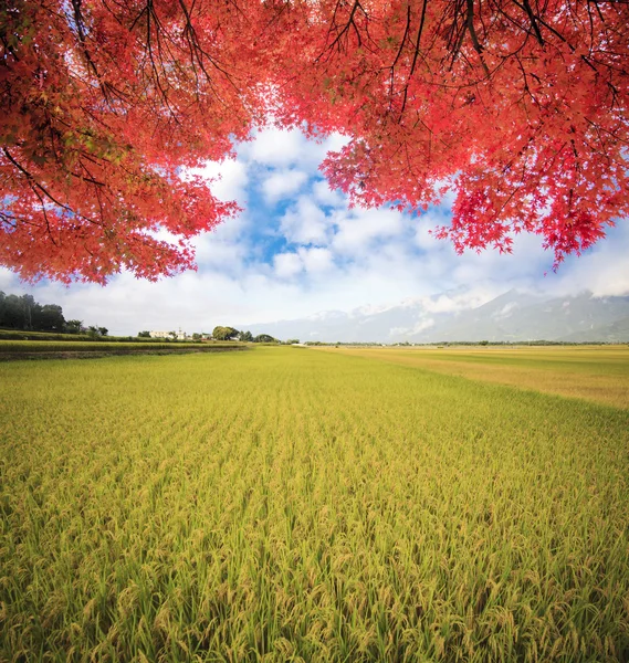 Paesaggio naturale albero solitario in risaia — Foto Stock