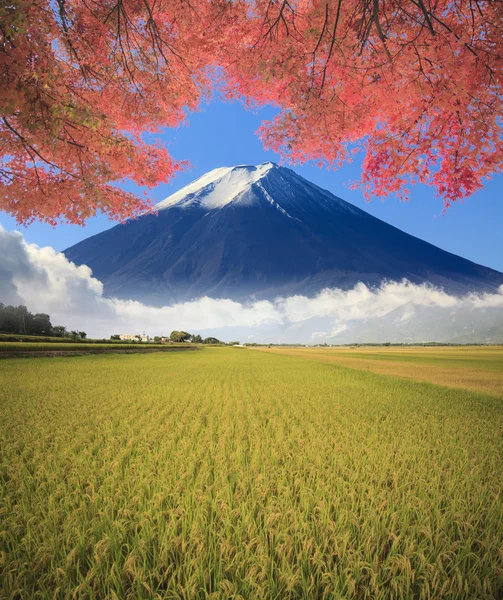 Természeti táj magányos fa a hántolatlan rizs mező — Stock Fotó