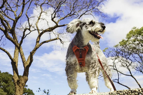 Miniatura schnauzer cão ao ar livre retrato — Fotografia de Stock