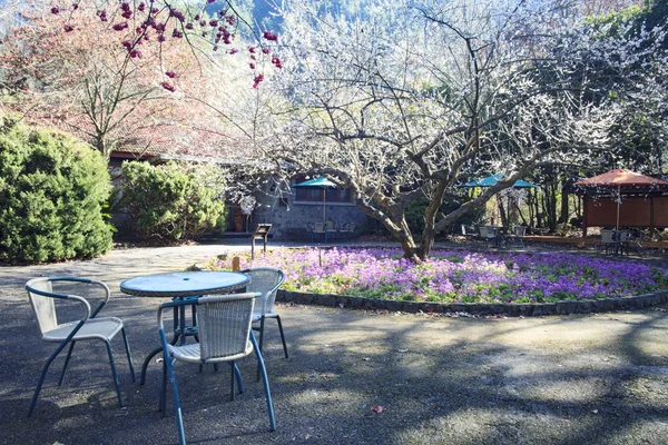 Annual cherry blossom, attracting a large number of tourists — Stock Photo, Image