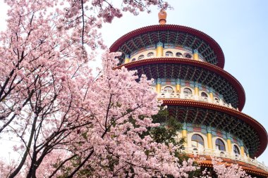 Güzel Sakura Bahçe Taipei, Tayvan