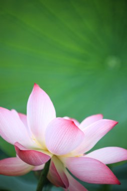 Lotus çiçeği ve lotus çiçek bitki