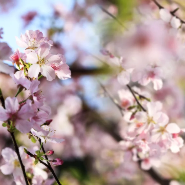 Prachtige Sakura tuin in Taipei, Taiwan — Stockfoto