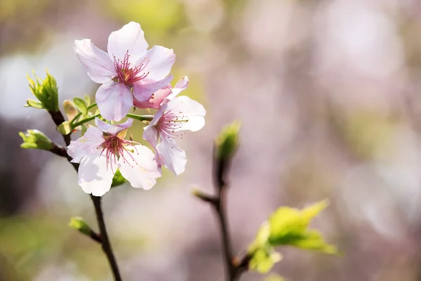 Όμορφο κήπο Sakura στην Ταϊπέι, Ταϊβάν — Φωτογραφία Αρχείου