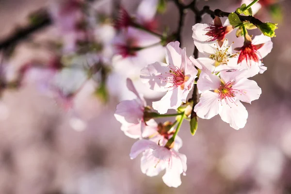 Beautiful Sakura Garden in Taipei, Taiwan — Stock Photo, Image