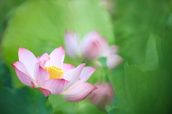 Lotusbloem en lotus bloem planten — Stockfoto