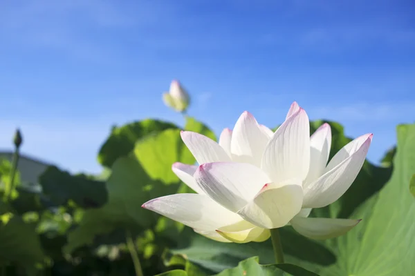 Kwiat lotosu i roślin kwiat lotosu — Zdjęcie stockowe