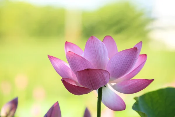 Lotus flower and Lotus flower plants — Stock Photo, Image