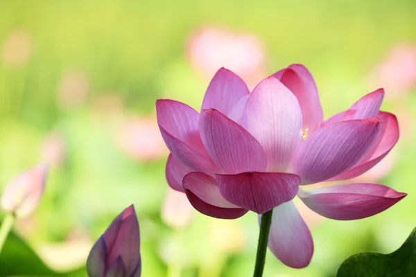 Flor de lótus e plantas de flor de lótus — Fotografia de Stock