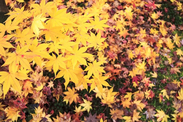 Die Erlaubnis ändert die Farbe von Rot in Tempel japan — Stockfoto