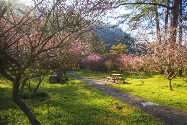 色鮮やかな梅の花のクローズ アップ — ストック写真