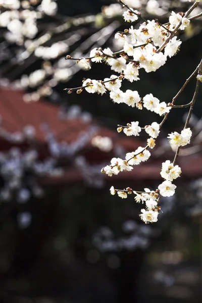 Πολύχρωμο δαμάσκηνο λουλούδια closeup — Φωτογραφία Αρχείου