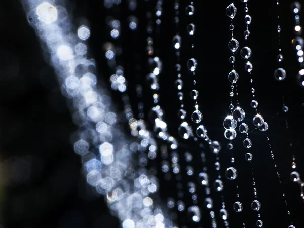 Pretty scary frightening spider web for halloween — Stock Photo, Image