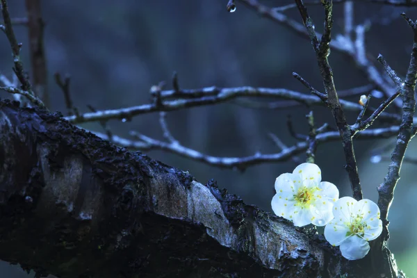 Colorful plum flowers closeup — Stock Photo, Image