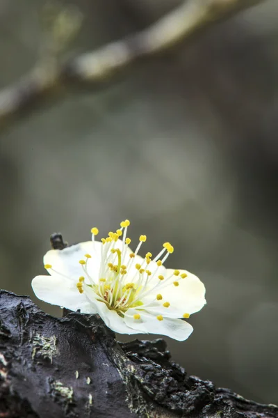 Fiori di prugna colorati primo piano — Foto Stock