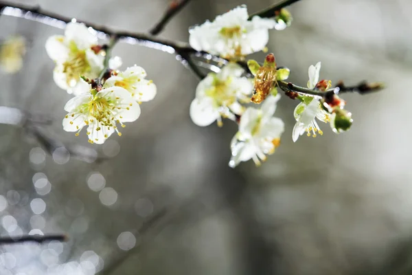 Kleurrijke pruim bloemen close-up — Stockfoto