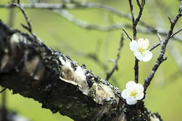 Colorful plum flowers closeup — Stock Photo, Image