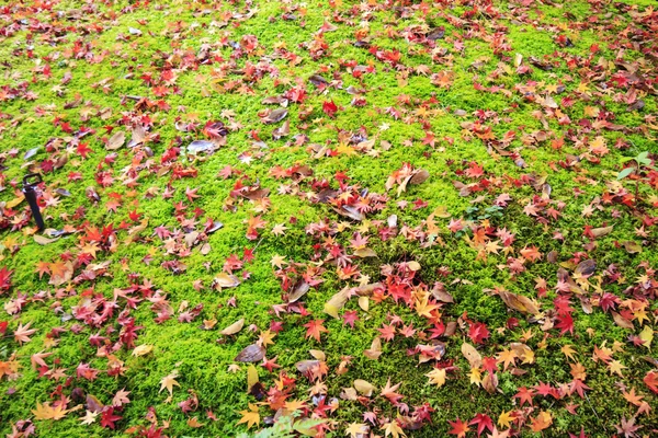 Fall season at in Kyoto, Japan — Stock Photo, Image