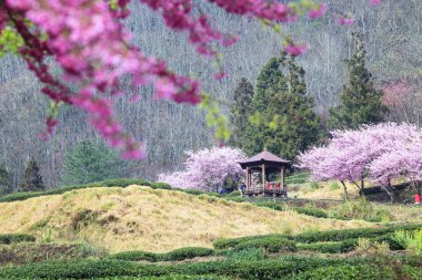 Wuling çiftlik kiraz çiçeği sezon, Nantou, Tayvan