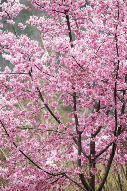 Wuling çiftlik kiraz çiçeği sezon, Nantou, Tayvan