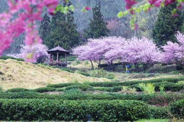 Wuling çiftlik kiraz çiçeği sezon, Nantou, Tayvan