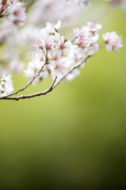 Wuling çiftlik kiraz çiçeği sezon, Nantou, Tayvan