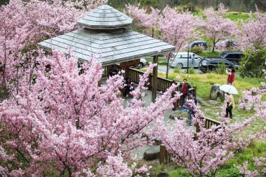 Wuling çiftlik kiraz çiçeği sezon, Nantou, Tayvan