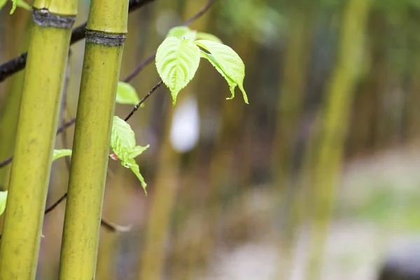 Asiatica foresta di bambù con luce del sole del mattino . — Foto Stock