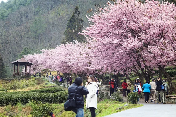 Сезон цветения сакуры на Wuling Farm, Наньтоу, Тайвань — стоковое фото