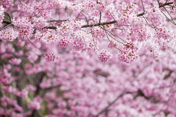 Musim bunga sakura Wuling Farm, Nantou, Taiwan — Stok Foto