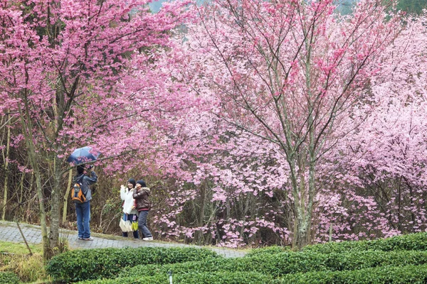 Wuling Farm saison des fleurs de cerisier, Nantou, Taiwan — Photo