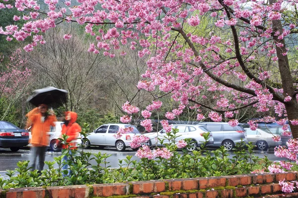 五菱農場桜の季節、南投、台湾 — ストック写真