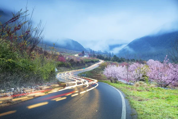 Wuling Farm saison des fleurs de cerisier, Nantou, Taiwan — Photo