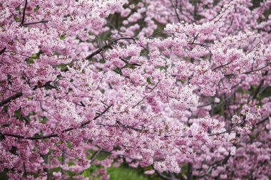 Wuling çiftlik kiraz çiçeği sezon, Nantou, Tayvan