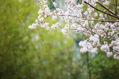 Wuling çiftlik kiraz çiçeği sezon, Nantou, Tayvan