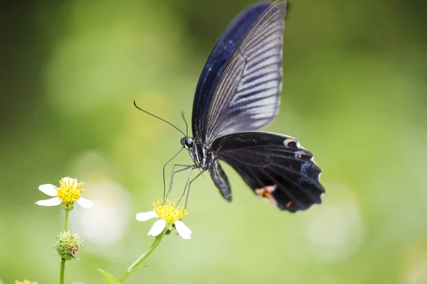 Крупный план Бабочка на Цветок — стоковое фото