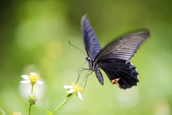 Gros plan Papillon sur fleur — Photo