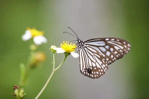 Primer plano Mariposa en flor —  Fotos de Stock